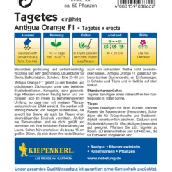 Tagetes Antigua Orange F1 | Studentenblumensamen Von Kiepenkerl -Blumen Raum Verkaufsgeschäft 3528 Tagetes Antigua Orange F1 3862 1