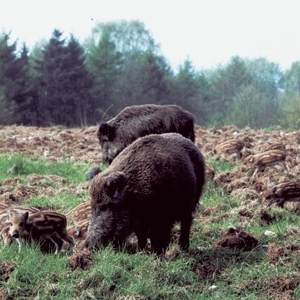 Reparaturmischung Dauerweide Standard GV (10 Kg) | Rasensamen Von Kiepenkerl 2 Reparaturmischung Dauerweide Standard GV (10 Kg) | Rasensamen Von Kiepenkerl – Bild 2