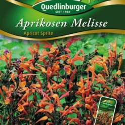 Aprikosen Melisse | Melissensamen  Von Quedlinburger