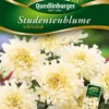 Studentenblumen Schneeball | Studentenblumensamen Von Quedlinburger
