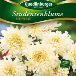 Studentenblumen Schneeball | Studentenblumensamen Von Quedlinburger