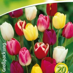 Triumph Tulpe Prachtmischung (18 Stück) | Triumph-Tulpen Von Quedlinburger