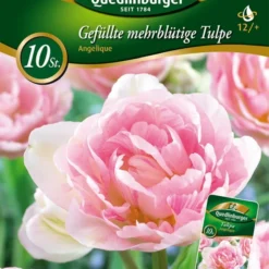 Gefüllte Mehrblütige Tulpe Angelique (10 Stück) | Mehrblütige Tulpen Von Quedlinburger