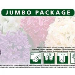 Hyazinthe Mischung (12 Stück) | Hyazinthenzwiebeln Von Quedlinburger