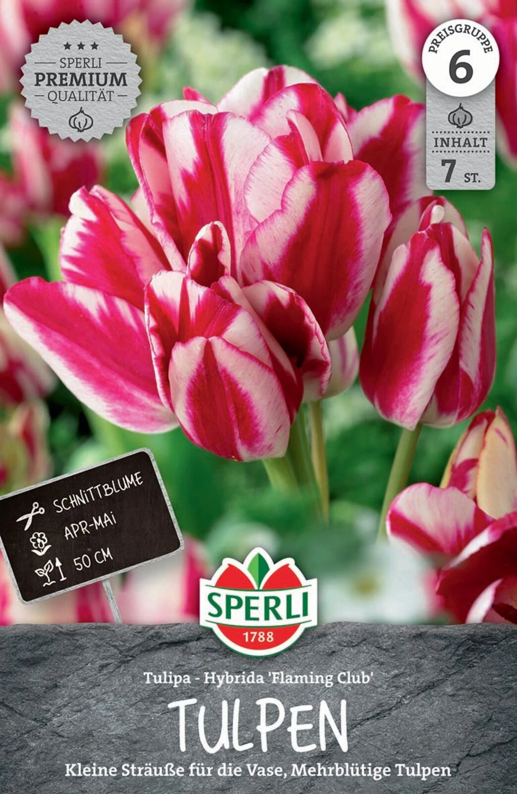 Tulpe Flaming Club (7 Stück) | Mehrblütige Tulpen Von Sperli 1 Tulpe Flaming Club (7 Stück) | Mehrblütige Tulpen Von Sperli