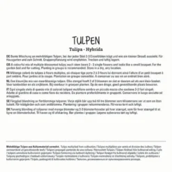 Tulpe Candy Club Mix (7 Stück) | Tulpenmischung Von Sperli -Blumen Raum Verkaufsgeschäft 533195 Tulpe Candy Club Mix 7 Stueck 452082 1