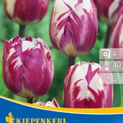 Triumph-Tulpe Rems Sensation (7 Stück) | Tulpenzwiebeln Von Kiepenkerl -Blumen Raum Verkaufsgeschäft 533516 Triumph Tulpe Rems Sensation 7 Stueck 501133 0