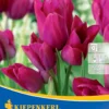 Mehrblütige Tulpe Night Club (7 Stück) | Tulpenzwiebeln Von Kiepenkerl