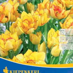Mehrblütige Tulpen Aquilla (7 Stück) | Tulpenzwiebeln Von Kiepenkerl -Blumen Raum Verkaufsgeschäft 533522 Mehrbluetige Tulpen Aquilla 7 Stueck 501430 0
