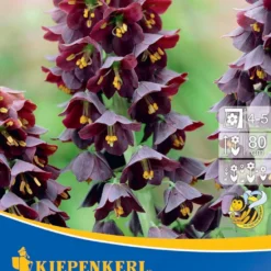 Persische Kaiserkrone (1 Stück) | Kaiserkronenzwiebeln Von Kiepenkerl