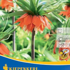 Kaiserkrone Rubra (1 Stück) | Kaiserkronenzwiebeln Von Kiepenkerl