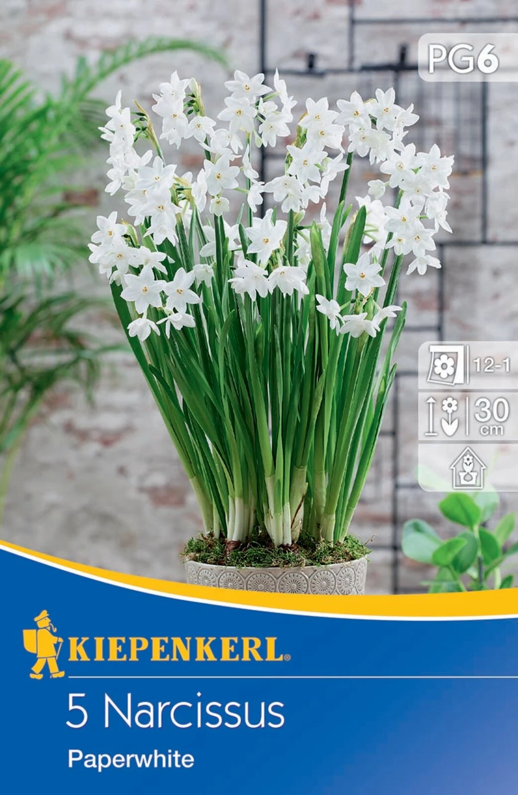 Narzisse Paperwhite (5 Stück) | Narzissenzwiebeln Von Kiepenkerl 2 Narzisse Paperwhite (5 Stück) | Narzissenzwiebeln Von Kiepenkerl – Bild 2