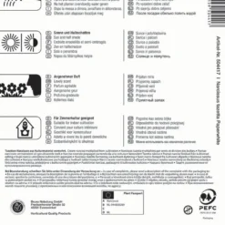 Narzisse Paperwhite (5 Stück) | Narzissenzwiebeln Von Kiepenkerl