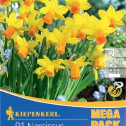 Mega-Pack Narzisse Jetfire (21 Stück) | Narzissenzwiebeln Von Kiepenkerl