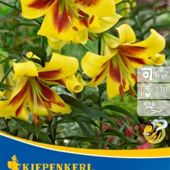 Lilie Robert Swanson (2 Stück) | Lilienzwiebeln Von Kiepenkerl