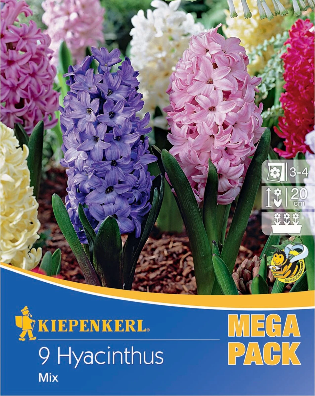Mega-Pack Hyazinthe Mischung (9 Stück) | Hyazinthenzwiebeln Von Kiepenkerl 1 Mega-Pack Hyazinthe Mischung (9 Stück) | Hyazinthenzwiebeln Von Kiepenkerl