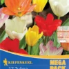 Mega-Pack Fosteriana-Tulpe Mischung (17 Stück) | Tulpenzwiebeln Von Kiepenkerl
