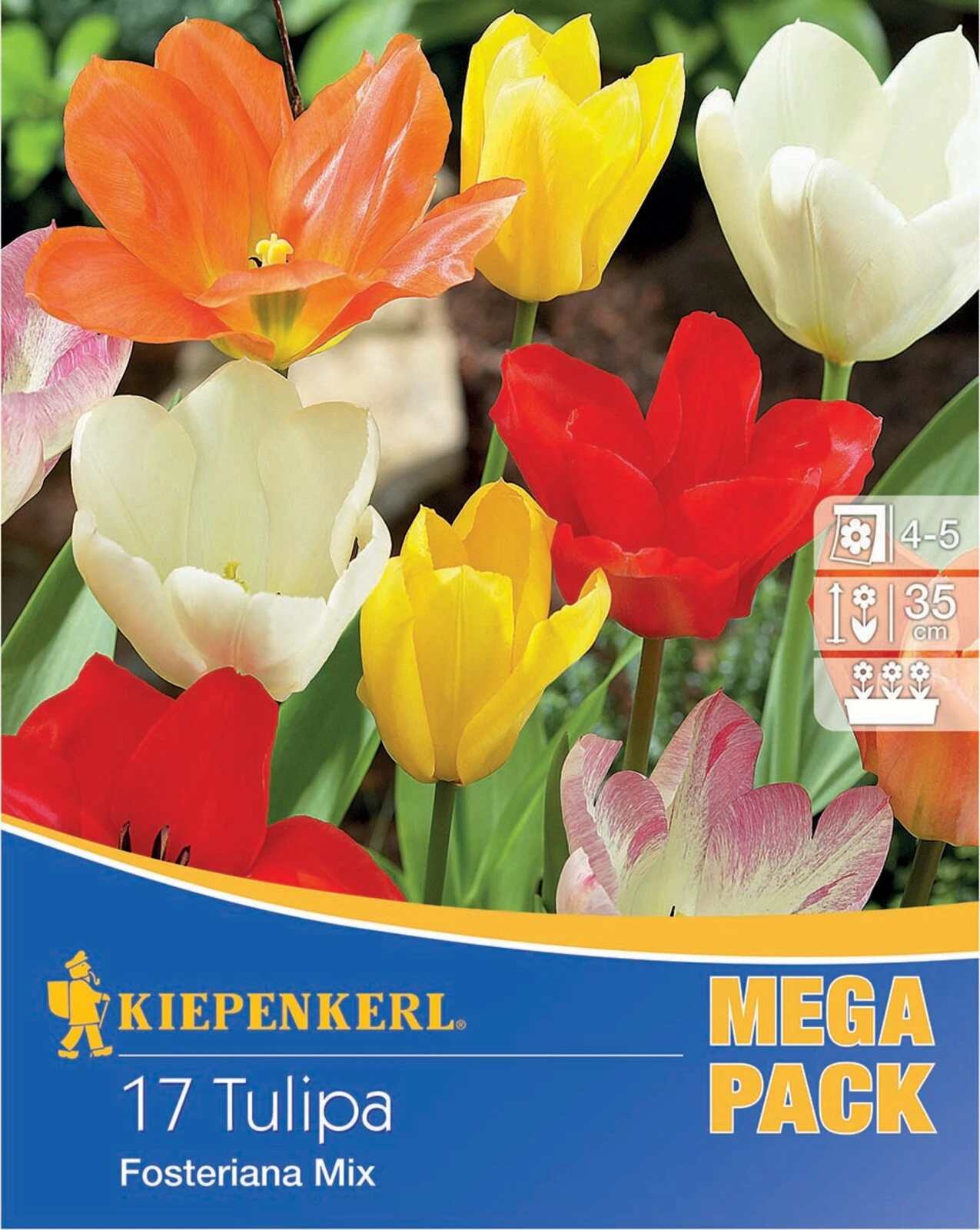 Mega-Pack Fosteriana-Tulpe Mischung (17 Stück) | Tulpenzwiebeln Von Kiepenkerl 1 Mega-Pack Fosteriana-Tulpe Mischung (17 Stück) | Tulpenzwiebeln Von Kiepenkerl