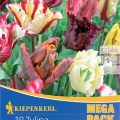 Mega-Pack Papagei Tulpe Papageien Mischung (12 Stück) | Tulpenzwiebeln Von Kiepenkerl