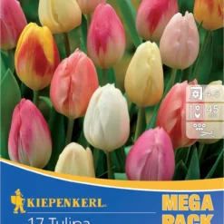 Mega-Pack Triumph-Tulpe Pastell Farbenspiel (17 Stück) | Tulpenzwiebeln Von Kiepenkerl