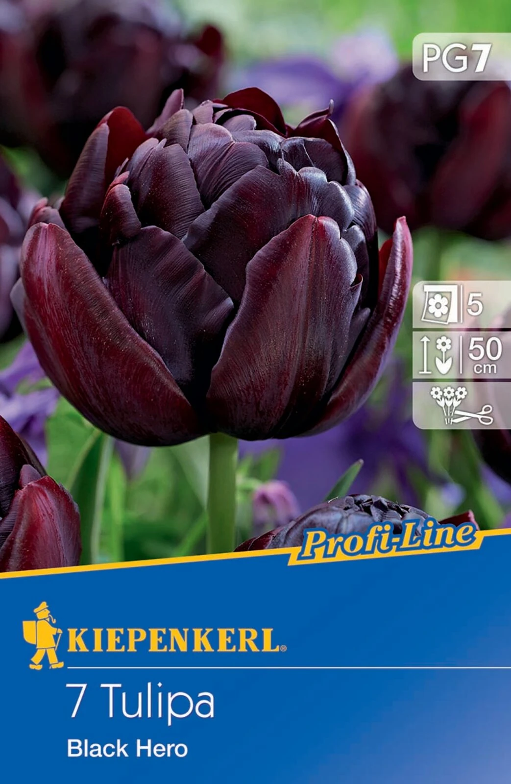 Gefüllte Späte Tulpe Black Hero (7 Stück) | Tulpenzwiebeln Von Kiepenkerl 1 Gefüllte Späte Tulpe Black Hero (7 Stück) | Tulpenzwiebeln Von Kiepenkerl