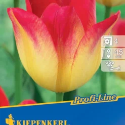 Triumph-Tulpe Suncatcher (8 Stück) | Tulpenzwiebeln Von Kiepenkerl 3 Triumph-Tulpe Suncatcher (8 Stück) | Tulpenzwiebeln Von Kiepenkerl -Blumen Raum Verkaufsgeschäft 533601 Triumph Tulpe Suncatcher 8 Stueck 501539 0