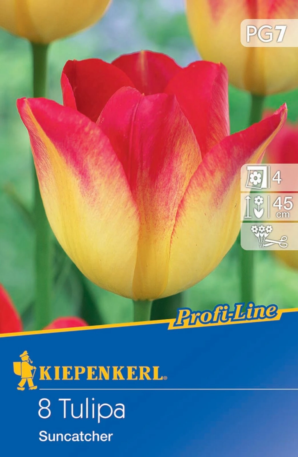 Triumph-Tulpe Suncatcher (8 Stück) | Tulpenzwiebeln Von Kiepenkerl 2 Triumph-Tulpe Suncatcher (8 Stück) | Tulpenzwiebeln Von Kiepenkerl – Bild 2