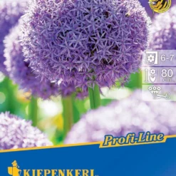 Zierlauch Globemaster (1 Stück) | Alliumzwiebeln Von Kiepenkerl