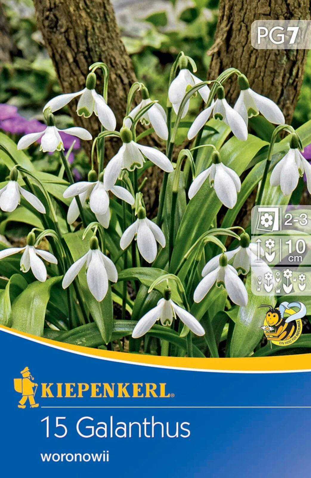Schneeglöckchen (15 Stück) | Schneeglöckchenzwiebeln Von Kiepenkerl 2 Schneeglöckchen (15 Stück) | Schneeglöckchenzwiebeln Von Kiepenkerl – Bild 2