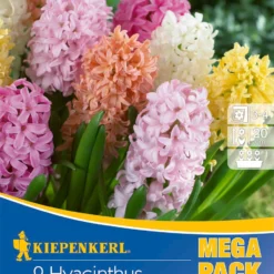 Mega-Pack Hyazinthe Pastell Mischung (9 Stück) | Hyazinthenzwiebeln Von Kiepenkerl
