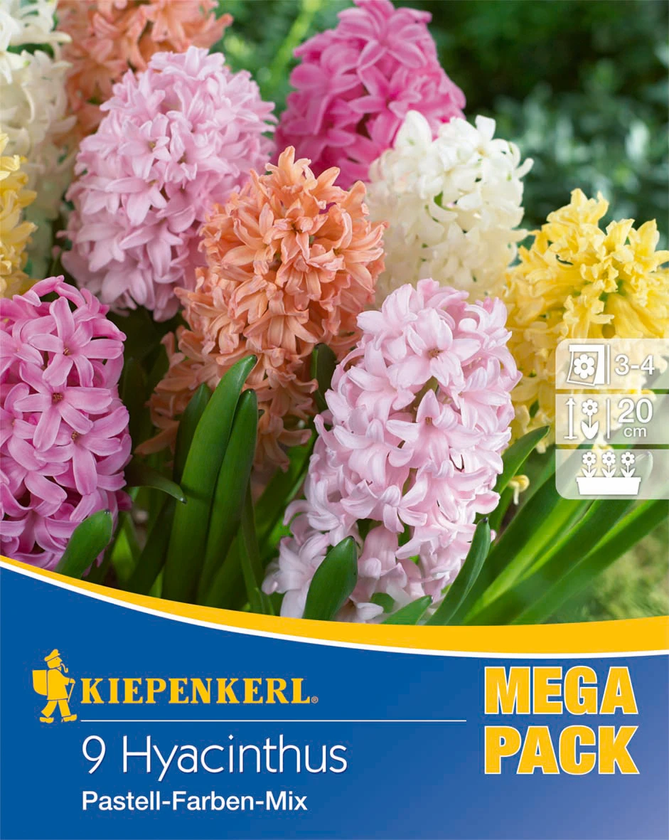 Mega-Pack Hyazinthe Pastell Mischung (9 Stück) | Hyazinthenzwiebeln Von Kiepenkerl 1 Mega-Pack Hyazinthe Pastell Mischung (9 Stück) | Hyazinthenzwiebeln Von Kiepenkerl
