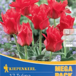 Mega-Pack Greigii-Tulpe Rotkäppchen (17 Stück) | Tulpenzwiebeln Von Kiepenkerl