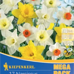 Mega-Pack Narzissen Mischung (17 Stück) | Narzissenzwiebeln Von Kiepenkerl