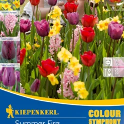 Colour Symphony Summer Fire (17 Stück) | Blumenzwiebelmischungen Von Kiepenkerl
