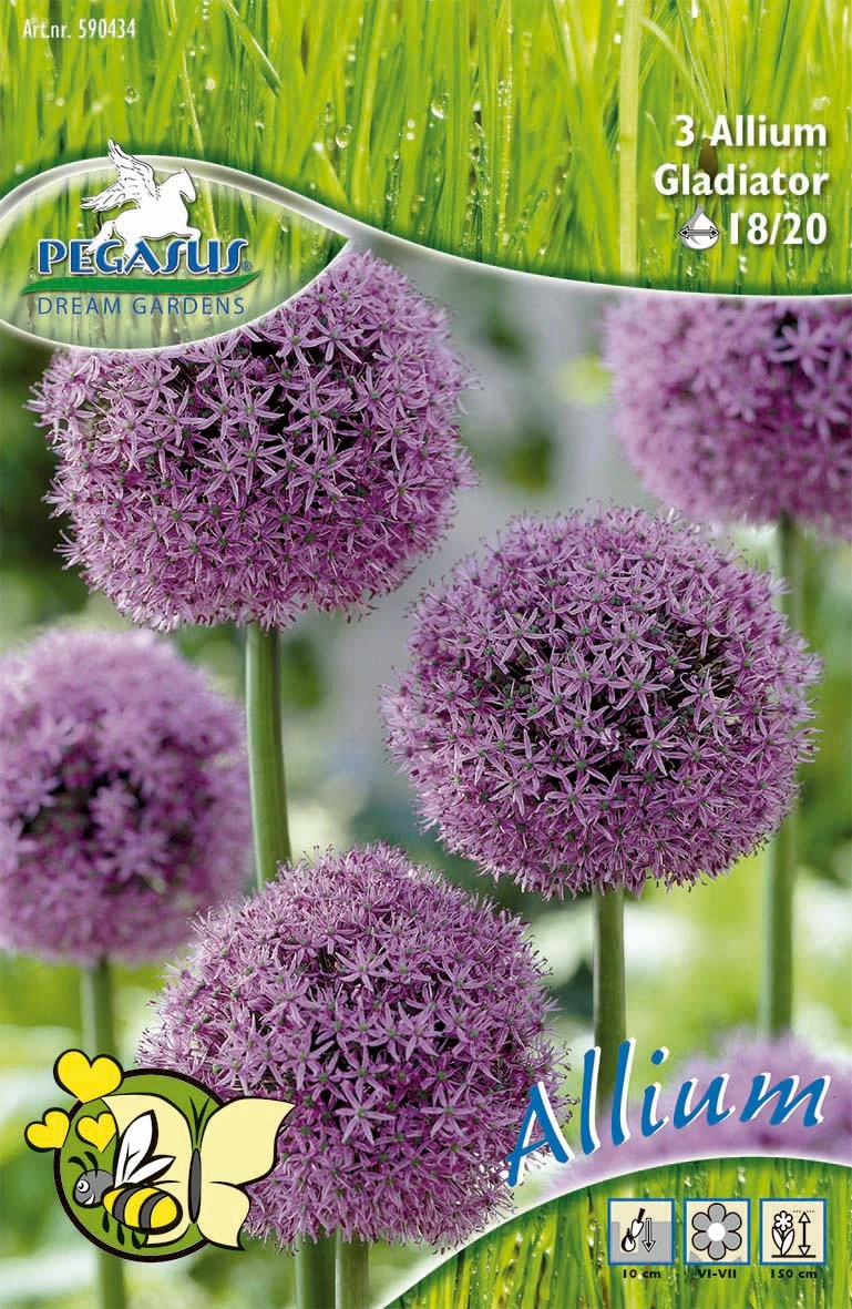 Zierlauch Gladiator (3 Stück) | Alliumzwiebeln Von Pegasus 2 Zierlauch Gladiator (3 Stück) | Alliumzwiebeln Von Pegasus – Bild 2