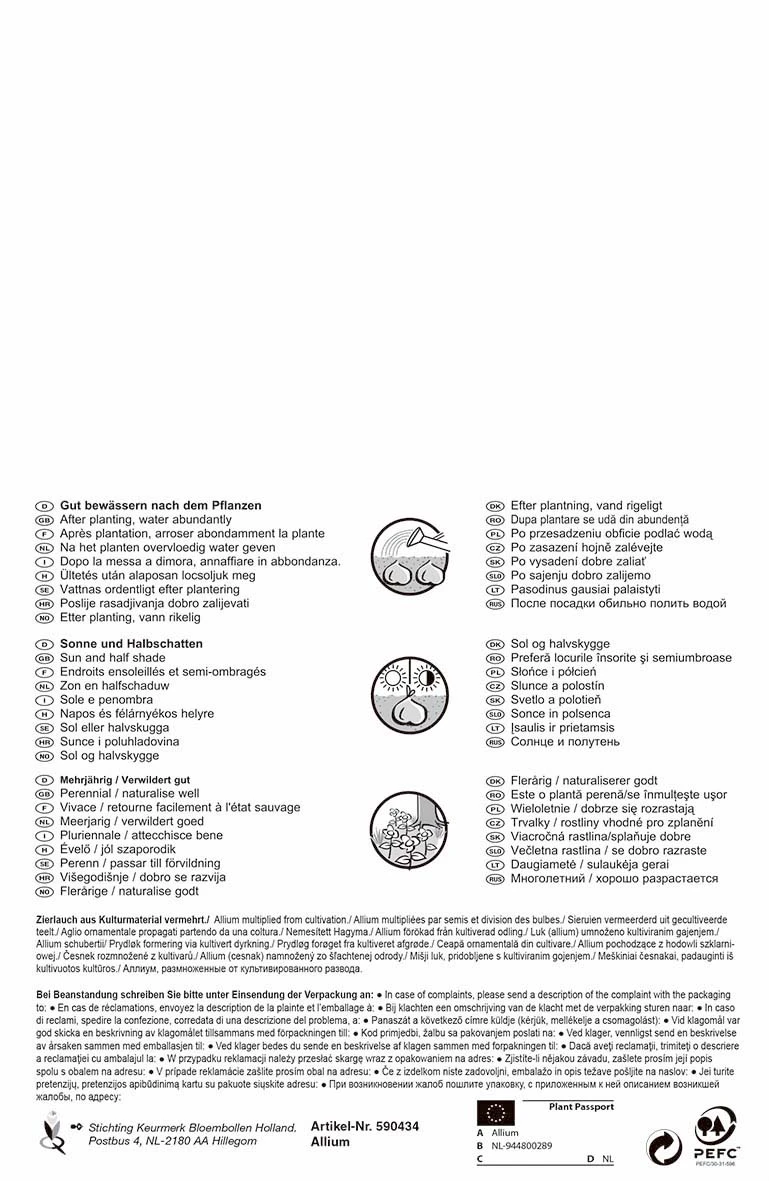 Zierlauch Gladiator (3 Stück) | Alliumzwiebeln Von Pegasus 1 Zierlauch Gladiator (3 Stück) | Alliumzwiebeln Von Pegasus