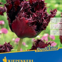 Gefranste Tulpe Labrador (7 Stück) | Tulpenzwiebeln Von Kiepenkerl