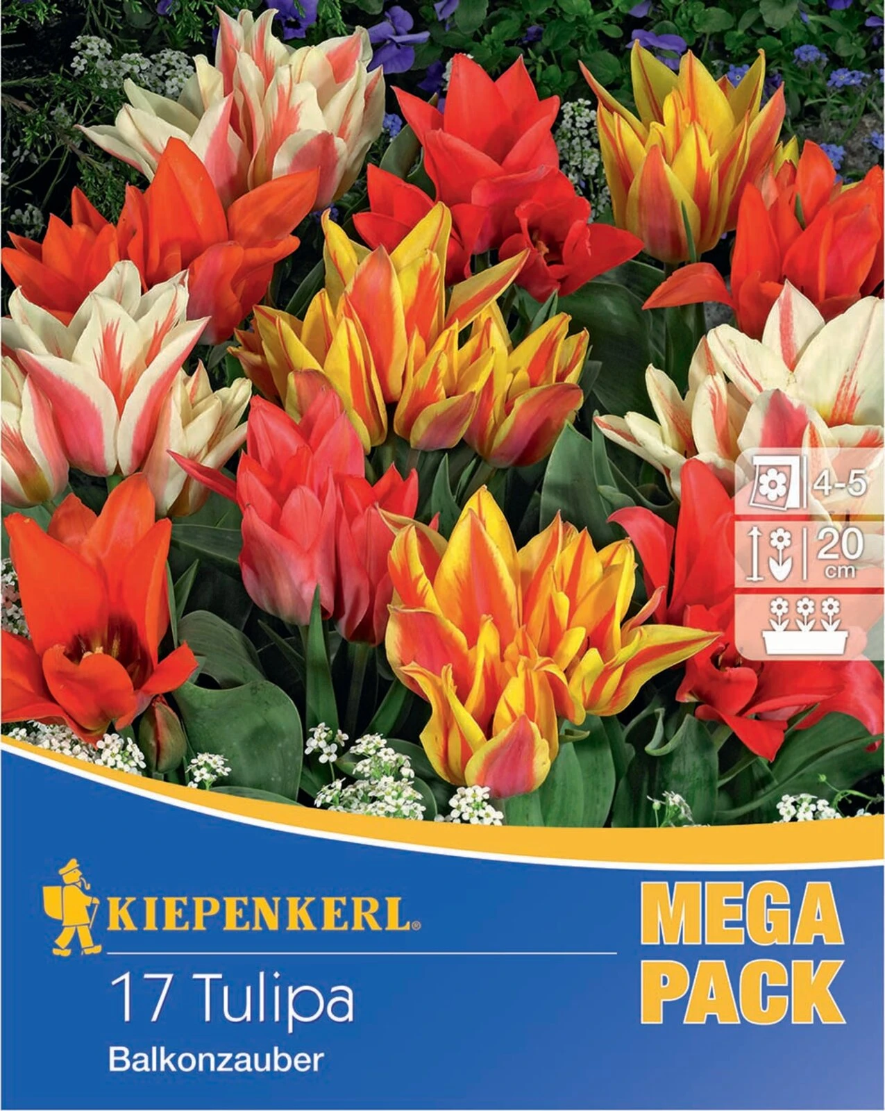 Mega-Pack Botanische Tulpe Balkonzauber Mischung (17 Stück) | Tulpenzwiebeln Von Kiepenkerl 2 Mega-Pack Botanische Tulpe Balkonzauber Mischung (17 Stück) | Tulpenzwiebeln Von Kiepenkerl – Bild 2