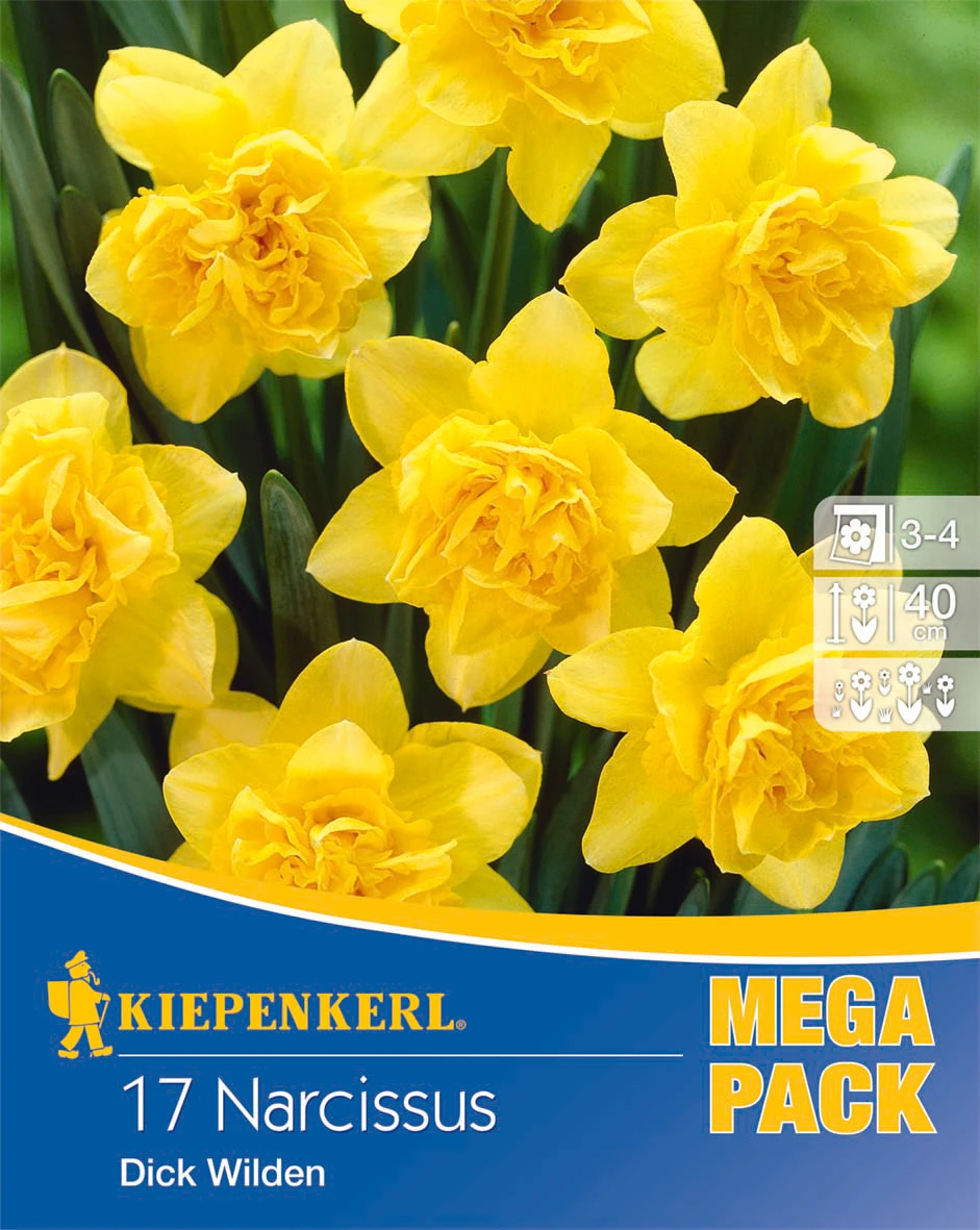 Mega-Pack Narzisse Dick Wilden (17 Stück) | Narzissenzwiebeln Von Kiepenkerl 2 Mega-Pack Narzisse Dick Wilden (17 Stück) | Narzissenzwiebeln Von Kiepenkerl – Bild 2