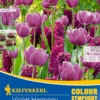 Colour Symphony Violet Harmony (26 Stück) | Blumenzwiebelmischungen Von Kiepenkerl
