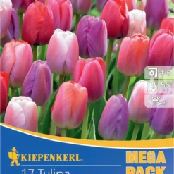Mega-Pack Darwin-Hybrid-Tulpe Big Pride Mischung (17 Stück) | Tulpenzwiebeln Von Kiepenkerl
