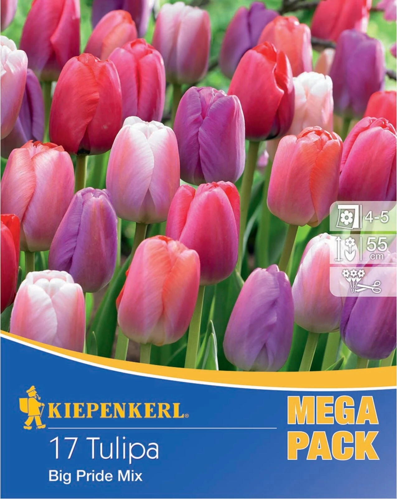 Mega-Pack Darwin-Hybrid-Tulpe Big Pride Mischung (17 Stück) | Tulpenzwiebeln Von Kiepenkerl 1 Mega-Pack Darwin-Hybrid-Tulpe Big Pride Mischung (17 Stück) | Tulpenzwiebeln Von Kiepenkerl