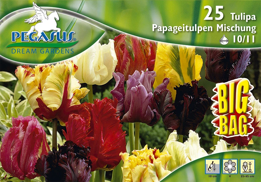 Papageien Tulpe Mischung (25 Stück) | Tulpenzwiebeln Von Pegasus 1 Papageien Tulpe Mischung (25 Stück) | Tulpenzwiebeln Von Pegasus