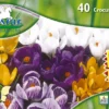Großblumiger Krokus (35 Stück) | Krokuszwiebeln Von Pegasus