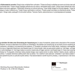 Tulpe Rotkäppchen Big Bag (35 Stück) | Tulpenzwiebeln Von Pegasus