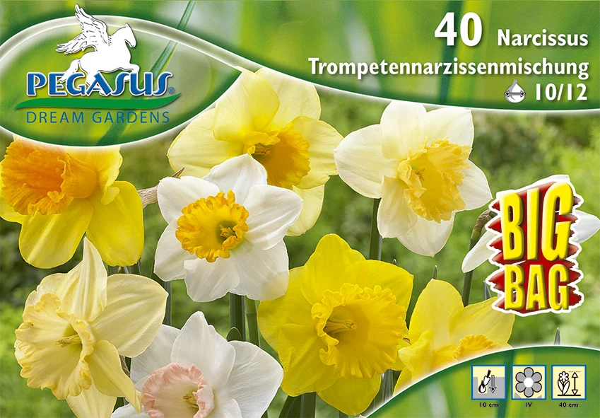 Trompetennarzisse Mischung (35 Stück) | Narzissenzwiebeln Von Pegasus 2 Trompetennarzisse Mischung (35 Stück) | Narzissenzwiebeln Von Pegasus – Bild 2