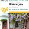 Blauregen | Bonsaisamen Von Saflax