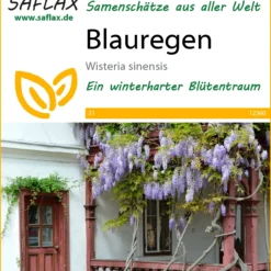 Blauregen | Bonsaisamen Von Saflax