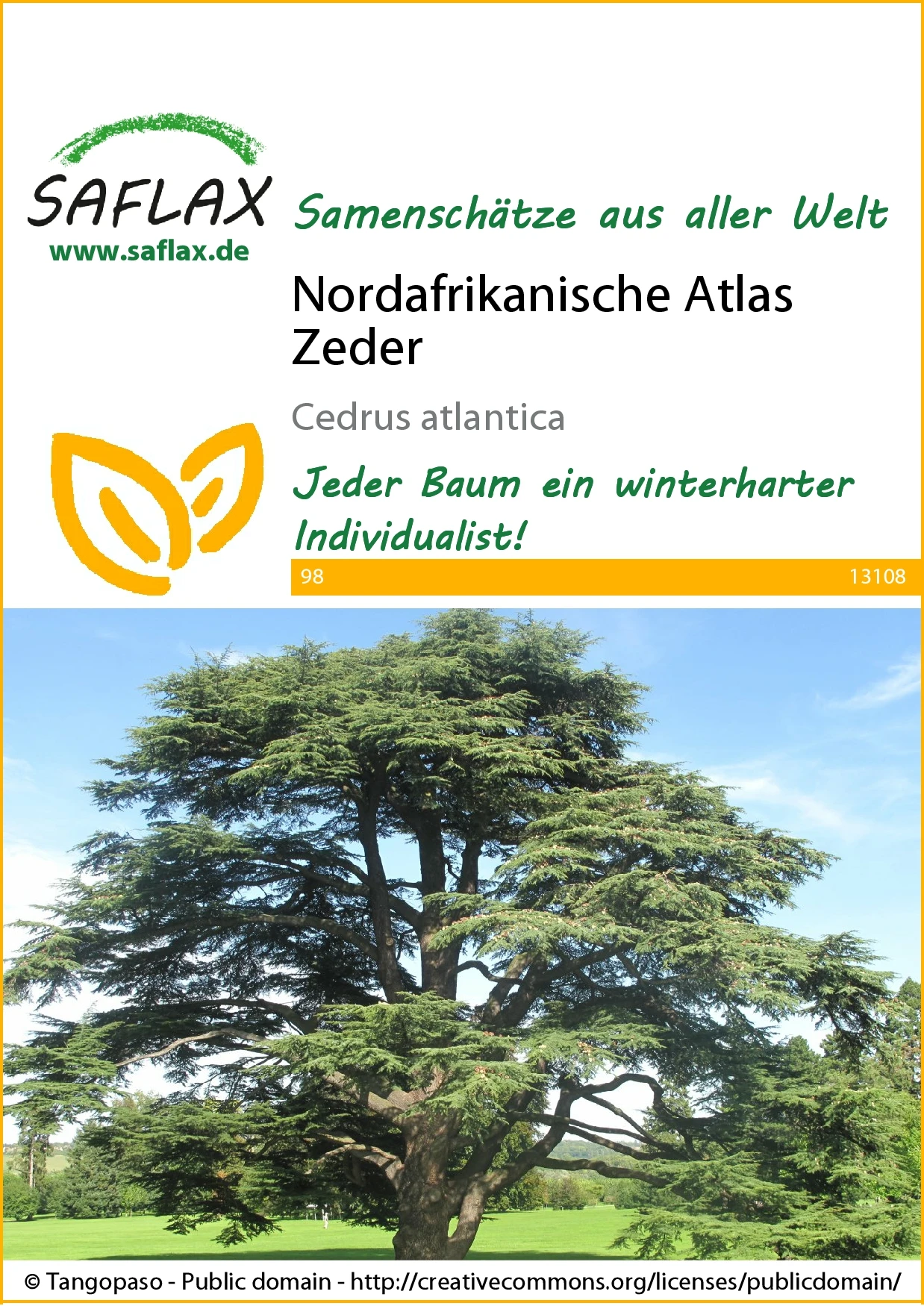 Nordafrikanische Atlas Zeder | Bonsaisamen Von Saflax 2 Nordafrikanische Atlas Zeder | Bonsaisamen Von Saflax – Bild 2