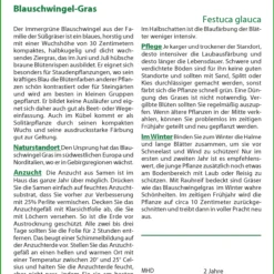 Blauschwingel Gras | Gräsersamen Von Saflax